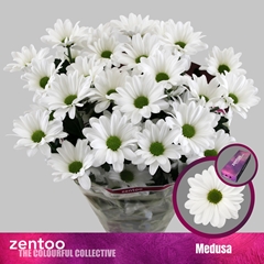 Chr T Medusa 70cm 90gram