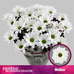 Chr T Medusa 70cm 90gram