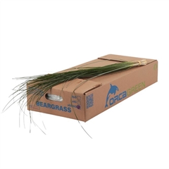 Xerophyl Beargras Bs 75cm