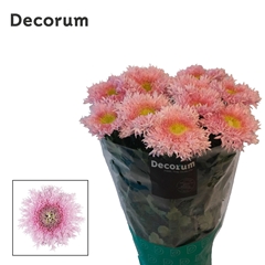 Chr G Etrusko 70cm 90gram