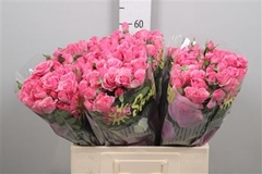 R Tr One Top 60cm 65+