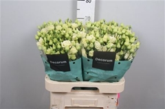 Eust G Rosita Yellow 70cm