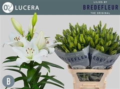 Li La Lucera