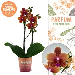 Phal Mf An Bolgheri 12Ø 50cm