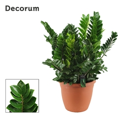 Zamioculcas Zamiifol 37Ø 100cm