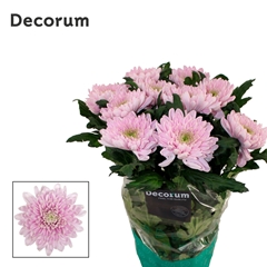 Chr G Rossano 70cm 80gram