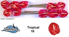 Anth A Tropical 70cm 15cm Ø