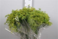 Anethum Graveolens