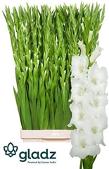 Glad Gr Nova Zembla 120cm 200gram