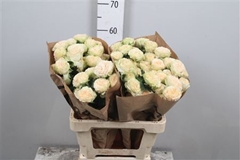 R Tr Summerrose 60cm 55+