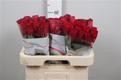 R Gr Madam Red 60cm