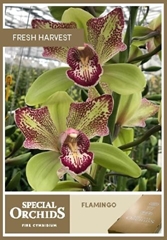 Cymb Tak Ov Srt 80cm 13+