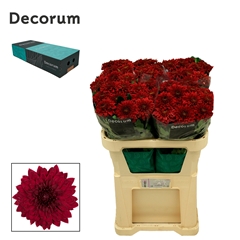 Chr G Pip Red 70cm 75gram