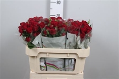R Tr Red Trendsetter 70cm 55+