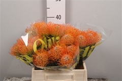 Leuco Ayoba Sun 40cm