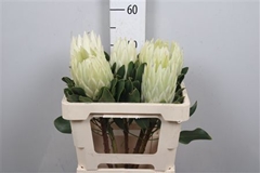 Protea Cynaroides 50cm