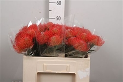 Leuco Co Succession 50cm