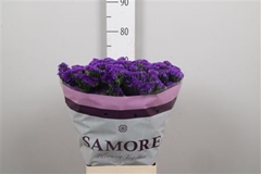 Lim S Navy Sun Birds 75cm 80gram