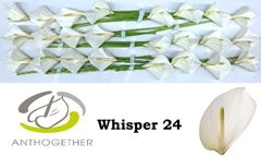 Anth A Whisper-pk- 11cm Ø