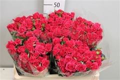 R Tr Quincy 50cm 55+