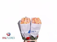 R Gr Shimmer 70cm 6,5cm