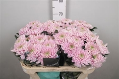 Chr G Rossano 70cm 80gram