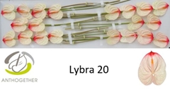 Anth A Lybra-adr- 9cm Ø