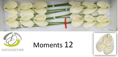 Anth A Moments 13cm Ø