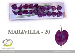 Anth A Maravilla 9cm Ø