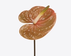 Anth A Prestige 11cm Ø