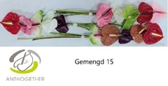 Anth A Mixed 7cm Ø
