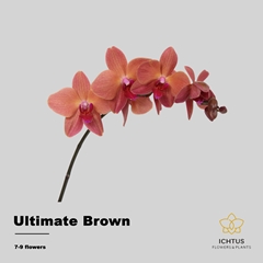Phal Other Per Tak 45cm
