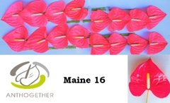 Anth A Maine 11cm Ø