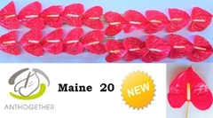 Anth A Maine 9cm Ø