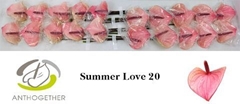 Anth A Summer Love 9cm Ø