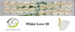 Anth A White Love 9cm Ø