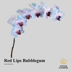 Phal Other Per Tak 75cm