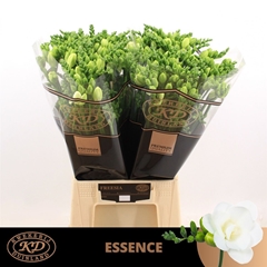 Fr Du Essence 54cm 26gram 23