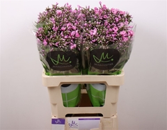 Phlox P Pink Eyes 60cm 23