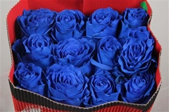 R Gr Colortreated 70cm