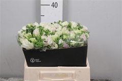 Anem Co Marianne Pan 37cm