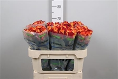 R Gr Silantoi@ 70cm