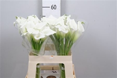 Zant Crystal Blush 60cm