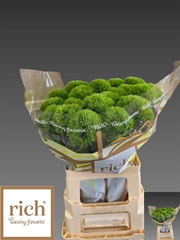Di Barb Green Charm 70cm Ex