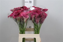 Zant Capt Promise 65cm