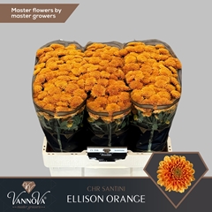 Chr San Ellison Oran 55cm 120g