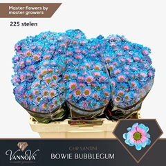 Chr S Aaa Bow Klb H% 55cm 100g
