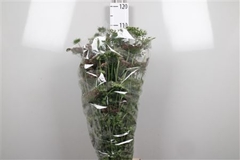 Daucus Carota Dara 100cm