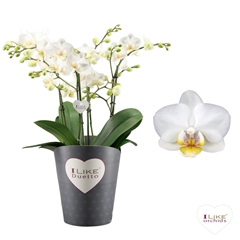 Phal Ov Wit 17Ø 50cm