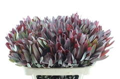 Leucad Safari Sunset 70cm